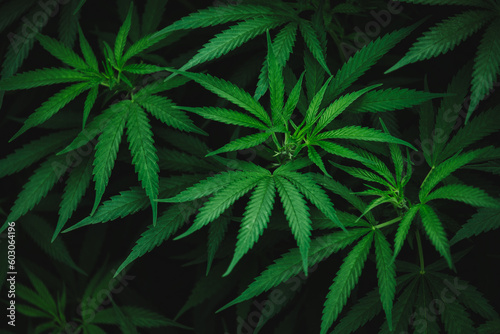 Marijuana leaf wallpaper