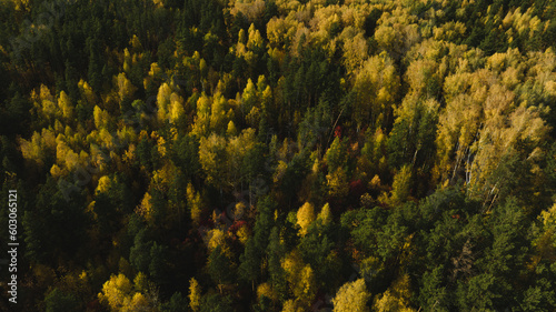 Flight over autumn forest. Beautiful autumn colors. Aerial view