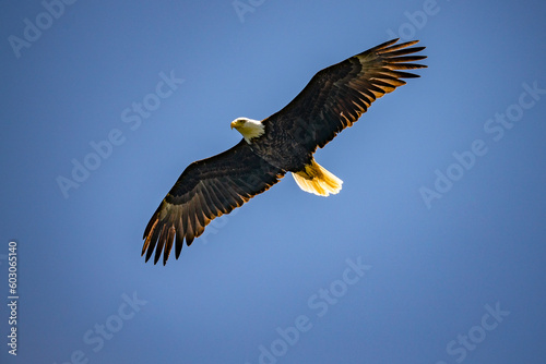 Eagle in Flight © Stephen