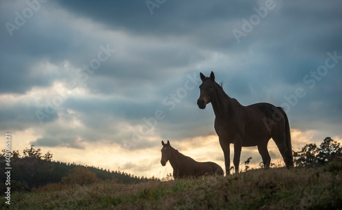 Silhouette of 2 horses on rise with dusk sky  © Mark J. Barrett