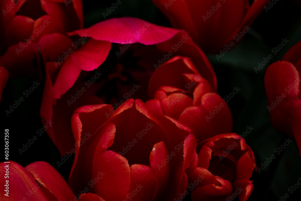 Red Close-up Flowers Tulips Red Close-up Flowers Tulips