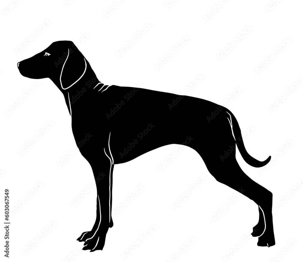 dog isolated on white