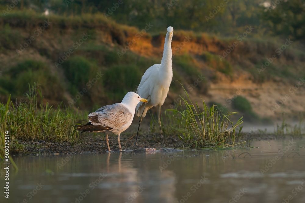 European Herring Gull and Great Egret Standing in Water, Evening, Nature Around – Photograph 