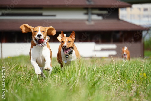 beagle running in grass