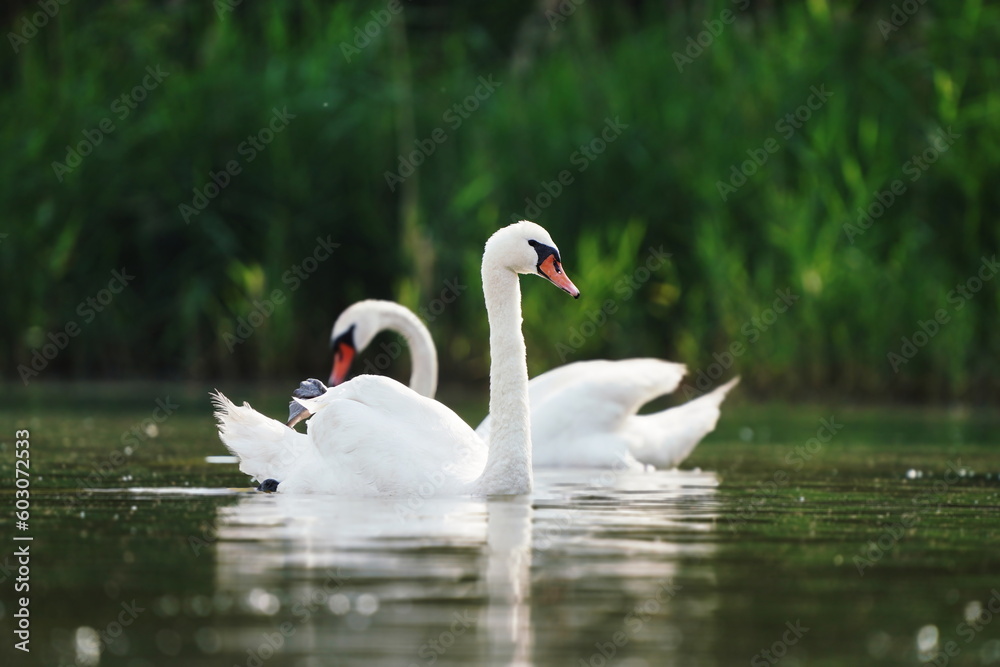 Two mute swan swimming on the lake. Wildlife scene with a swan. Cygnus olor. Two mute swan swimming on the lake. Wildlife scene with a swan. Cygnus olor.