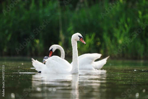 Two mute swan swimming on the lake. Wildlife scene with a swan. Cygnus olor.