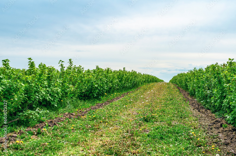 Obraz premium Currant bushes are planted in the field in rows. Green berry bushes
