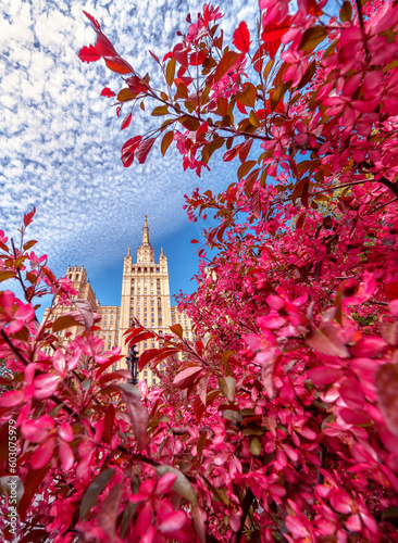 The view on the residential Stalinist high-rise building on Kudrinskaya Square and Pink apple blossom. Skyscraper on Barrikadnaya in flowers.  Stalinist skyscrapers.  Moscow, Russia. 