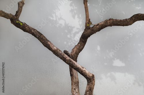 Winter Tree