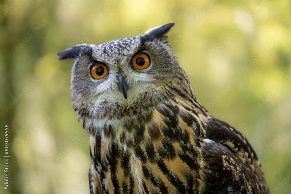 An Eurasian Eagle Owl staring at something out of shot in a woodland setting An Eurasian Eagle Owl staring at something out of shot in a woodland setting