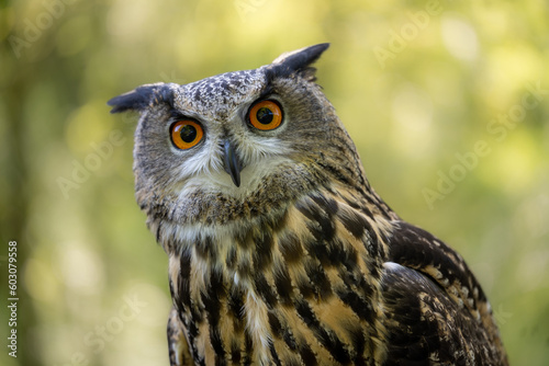 An Eurasian Eagle Owl staring at something out of shot in a woodland setting