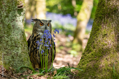 An Eurasian Eagle Owl stadning behind bluebells in a woodland setting photo