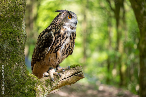 An Eurasian Eagle Owl sitting on a branch perch in a woodland setting