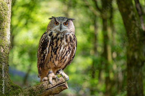 An Eurasian Eagle Owl sitting on a branch perch in a woodland setting