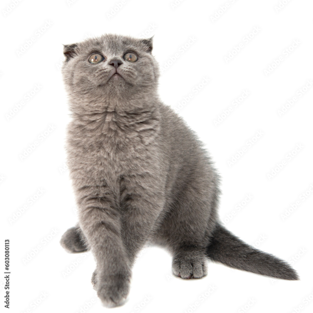 Gray British cat kitten funny pet selective focus isolated on the white background