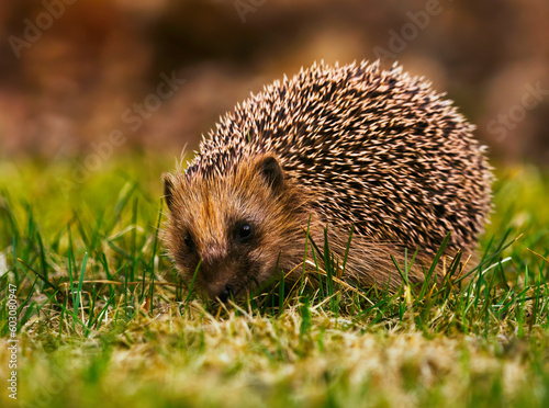 European hedgehog (Erinaceus europaeus) feeding in the garden in spring.