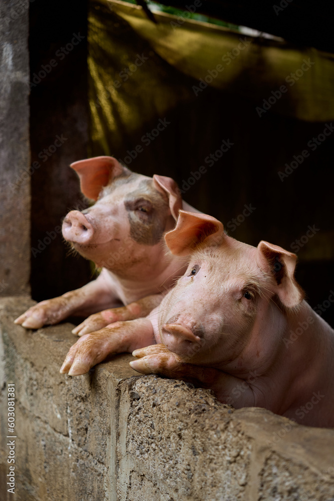 portrait big pigs on a farm in a balinese village in bali portrait big pigs on a farm in a balinese village in bali
