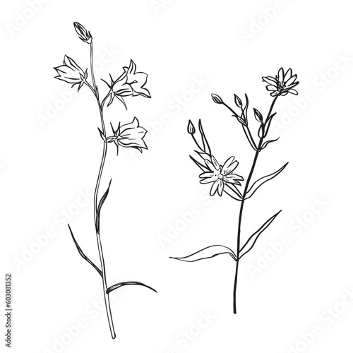 A picture showing different parts of Greater Stitchwort or Stellaria holostea or Addersmeat . vintage line drawing illustration. Sketch. Hand drawn vector illustration. Bluebell flowers