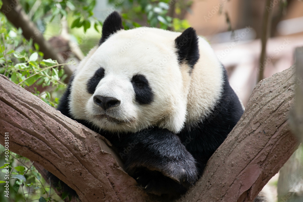 Giant Panda Sleeping on the tree Giant Panda Sleeping on the tree