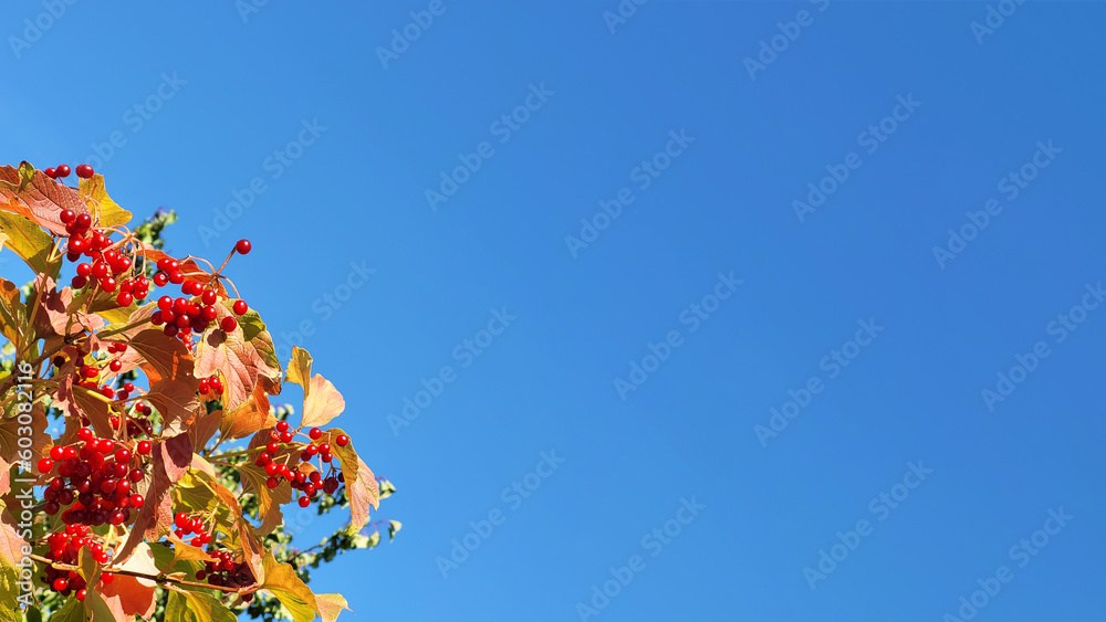 A branches of viburnum with red berries background blue sky banner ...