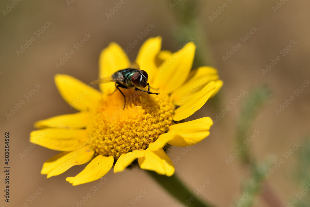 mosca verde botella, mosca azul (lucilia sericata) en una flor amarilla mosca verde botella, mosca azul (lucilia sericata) en una flor amarilla