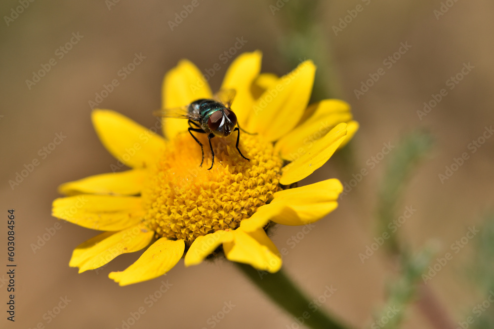 mosca verde botella, mosca azul (lucilia sericata) en una flor amarilla mosca verde botella, mosca azul (lucilia sericata) en una flor amarilla
