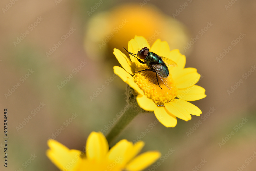 mosca verde botella, mosca azul (lucilia sericata) en una flor amarilla mosca verde botella, mosca azul (lucilia sericata) en una flor amarilla