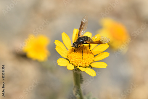 mosca abeja (poecilanthrax lucifer) sobre una flor amarilla © JOSE ANTONIO
