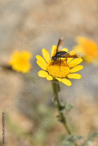 mosca abeja (poecilanthrax lucifer) sobre una flor amarilla photo