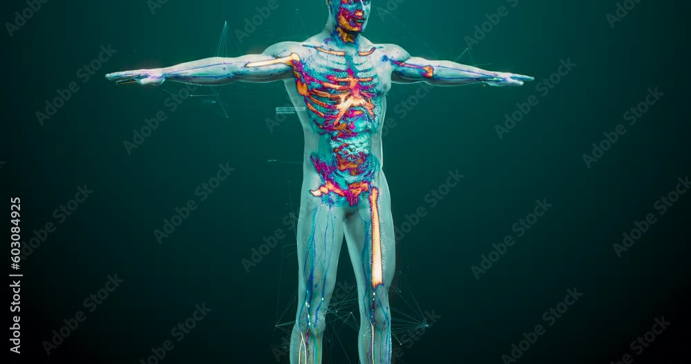 Human anatomy in augmented reality. Model displays whole structure and individual organs, bones and muscles