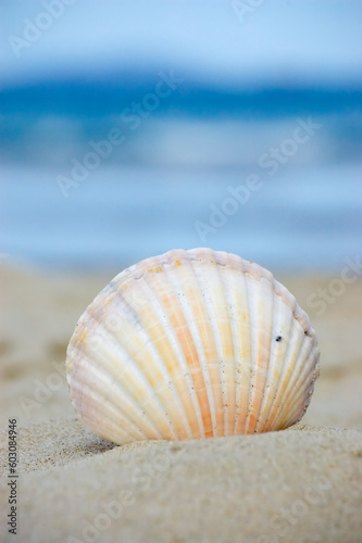 Summer and vacation concept. Seashell at the beach. © Designpics