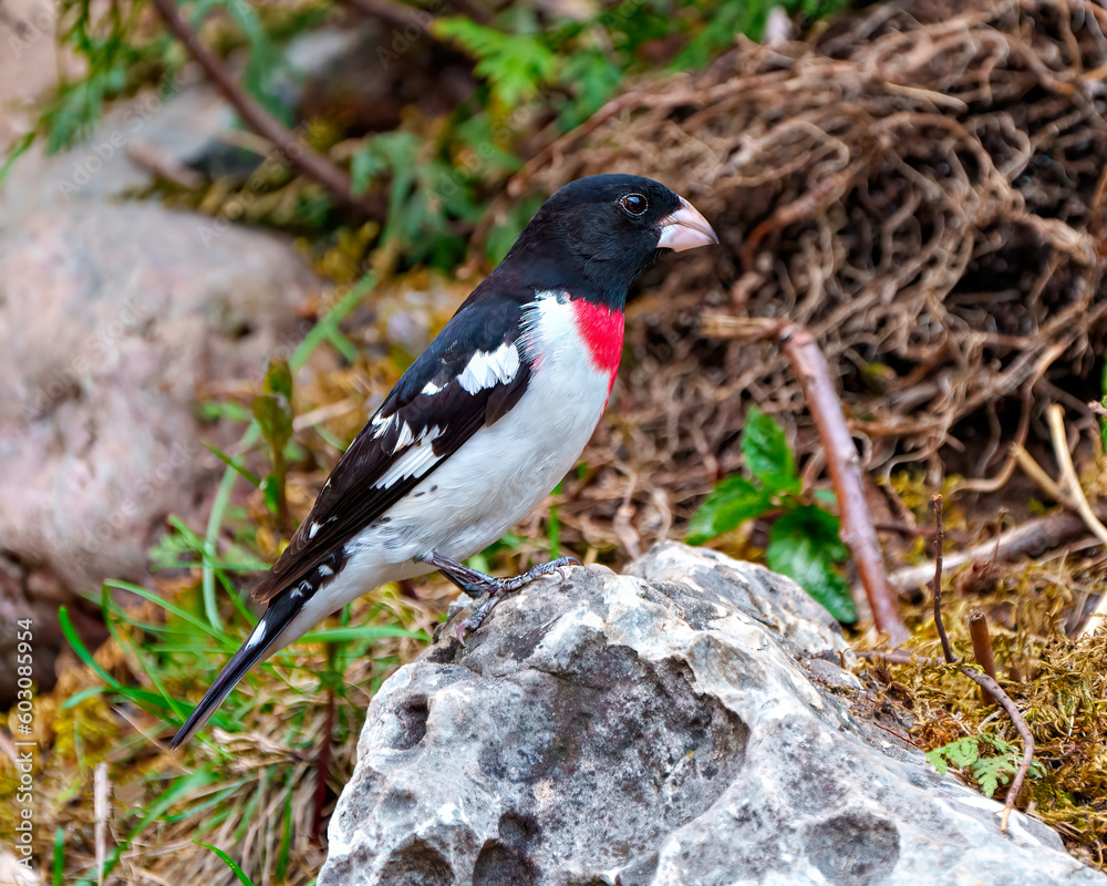 Obraz premium Rose-breasted Grosbeak Image and Photo. Male close-up side view standing on a rock with blur foliage background in its environment. Cardinal Family.