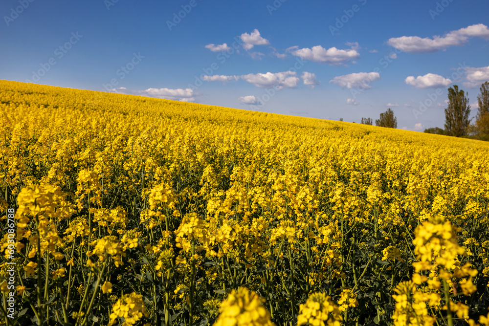 Obraz premium Yellow rapeseed field in the field and picturesque sky with white clouds. Blooming yellow canola flower meadows. Rapeseed crop in Ukraine.