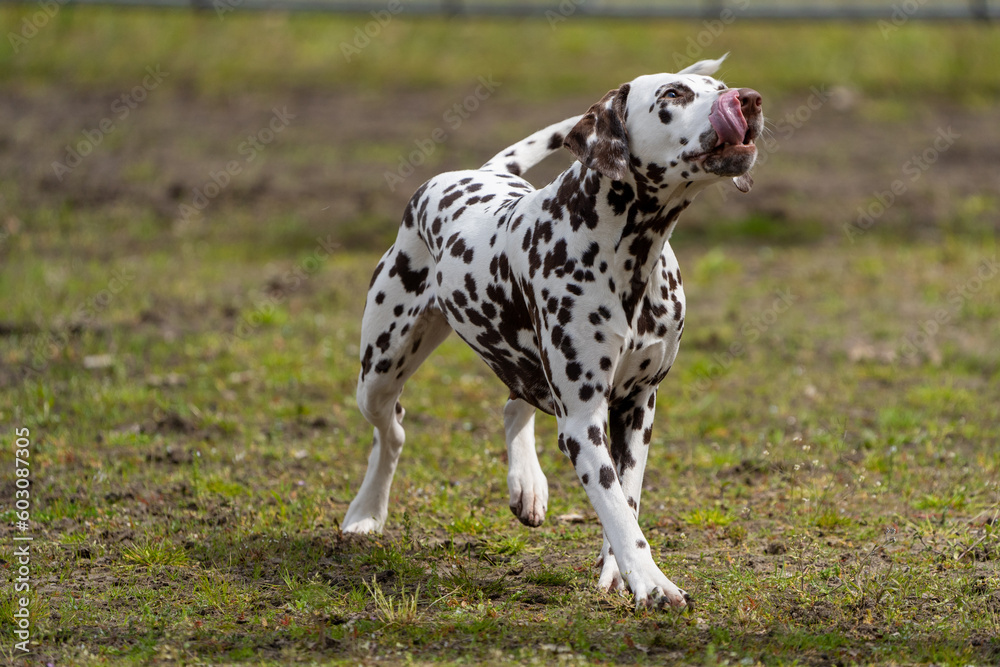 Dalmation dog playing and doing tricks Dalmation dog playing and doing tricks