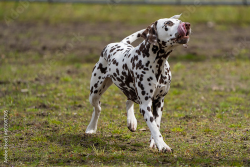Dalmation dog playing and doing tricks 