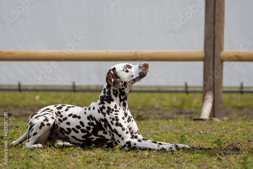 Dalmation dog playing and doing tricks 