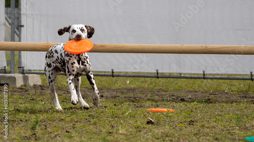 Dalmation dog playing and doing tricks 