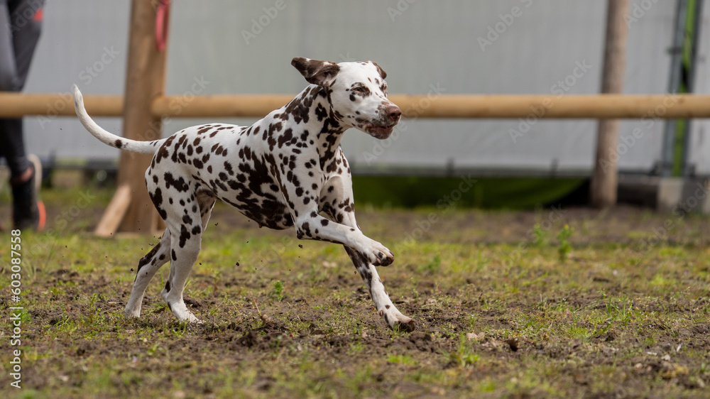 Dalmation dog playing and doing tricks 