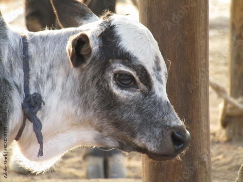 Mother cow face watching over her tiny newborn calf lying in the meadow. photo