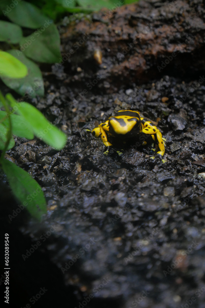 macro shot of Yellow-banded poison Dart frog