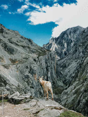 White mountain goat on Rock edge looking back into Camera, Alpine landscape © frederico