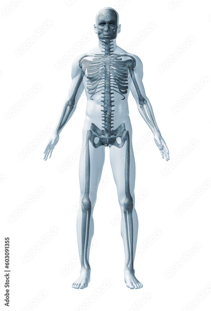 Skeleton human. The abstract image of human anatomy through a translucent surface
