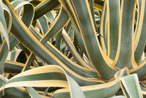 Large Agave with sprawling green and yellow leaves
