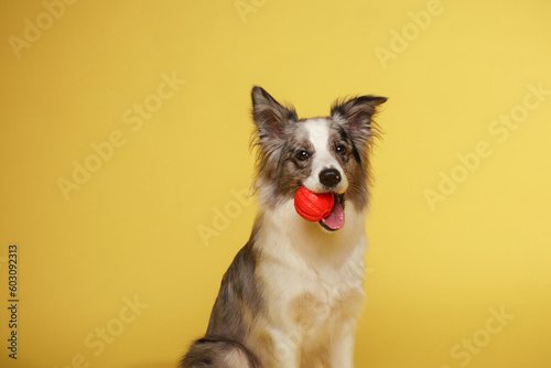Border collie dog.A white-gray dog cheerfully plays with a ball. Studio portrait, yellow background