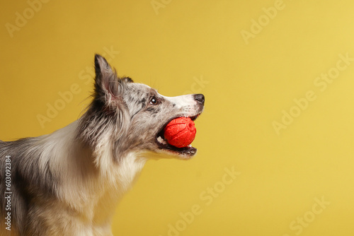Border collie dog.A white-gray dog cheerfully plays with a ball. Studio portrait, yellow background