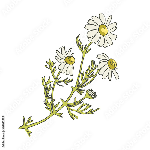 Ilustraci√≥n de flor de manzanilla blanca estilo vintage y org√°nica vector png. photo