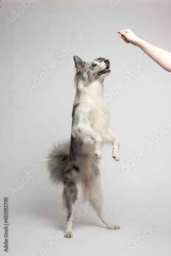 Fototapeta Naklejka Na Ścianę i Meble -  Border collie dog.A white-gray dog cheerfully stands on its hind legs, dances. Portrait in the studio, white background