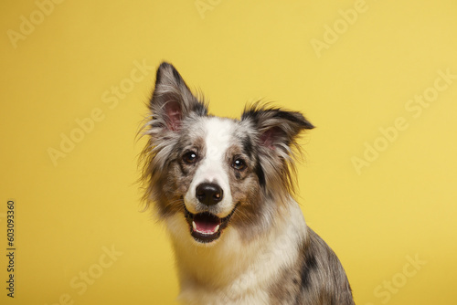 Border collie dog. The white-gray dog is cheerful, active, sitting. Studio portrait, yellow background