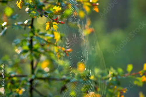 A thin cobweb on a spring young twig in the bright sun close-up.