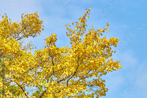 Tree branches with autumn leaves against a blue sky with a bright sun.
